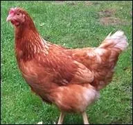 Who is in the picture ?