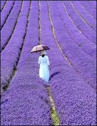 Which culture grows in this field ?