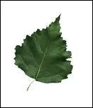 De quel arbre provient cette feuille ?