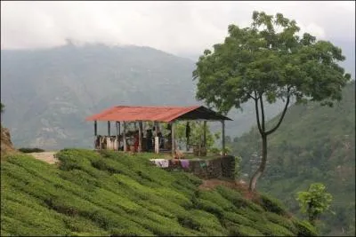 Asie. Deuxime pays le plus peupl du monde, avec plus d'un milliard d'habitants. C'est dans ce pays qu'est cultiv le th de Darjeeling, venant du tibtain 'Dorje Ling' (Cit de la Foudre).