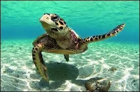 C'est un endroit o l'eau est limpide, un endroit...