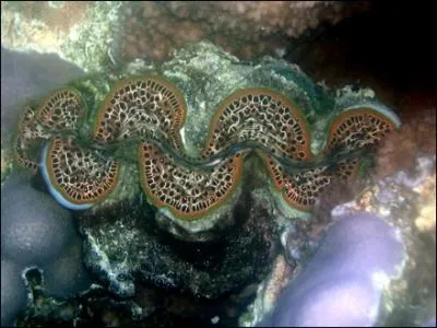 Attention, la lgende dit que ce coquillage peut vous tuer, mme sans le vouloir !