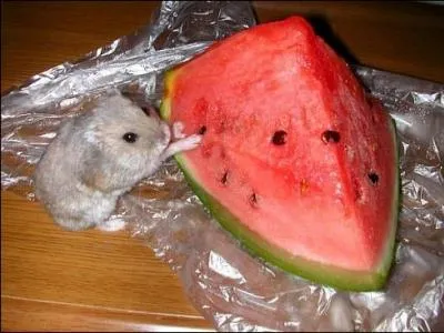 Que mange le hamster ?