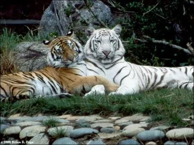 Quel tigre peut tre blanc ?