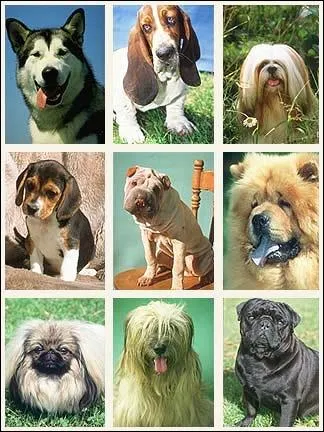 Quelle est la race de chien la plus intelligente ?