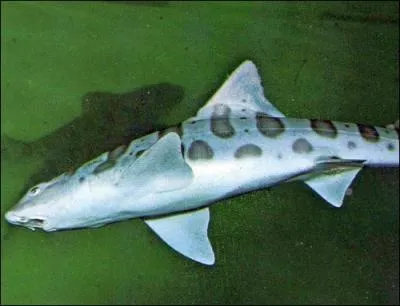 De quelle race est ce requin ?