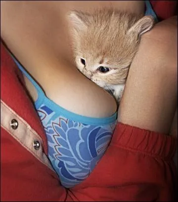 Un chaton, comme presque tous les bbs animaux, a besoin de chaleur !