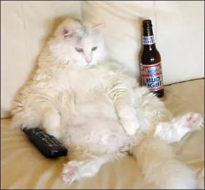 Ce chat est amricain !