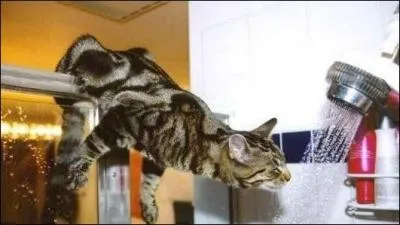 Tous les chats domestiques dtestent l'eau !