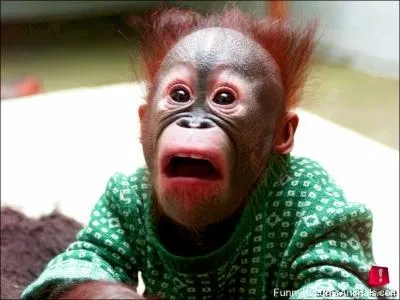 Ce chimpanz vit en Afrique !