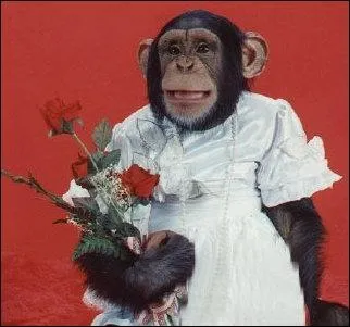 Le reconnaissez-vous ? C'est le chimpanz !