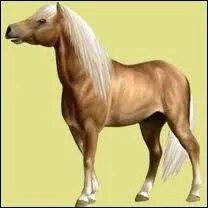 Est-ce un cheval qui porte une robe de la pomme d'or ?