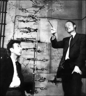 Le 25 avril 1953, James Dewey Watson, Maurice Wilkins et Francis Crick font une dcouverte qui va rvolutionner le monde de la gntique. Cette dcouverte leur vaudra un Prix Nobel en 1962.