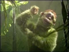 Comment s'appelle ce singe vert tourdi ?
