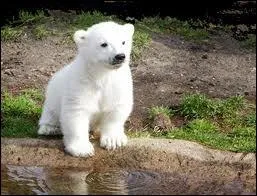 Son histoire fera le tour du monde et Knut deviendra une star jusqu' son dcs en 2011. De quel animal s'agit-il ?