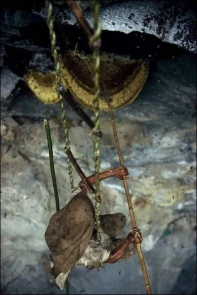 Que vous arrivera-t-il si vous vous piquez la ruche ?