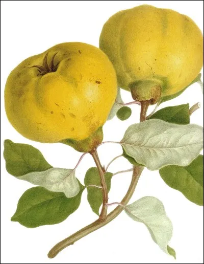 De quel arbre provient le coing ?