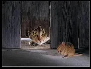 Non, il n'en mange pas. Il ne les aime pas. S'il les attrape c'est pour jouer avec ! Il leur pargne la vie quand elles sont dj mortes .