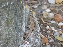 Il me prend pour un mur parce que j'ai un paletot couleur de grisaille ! Il est le fils naturel de la pierre.