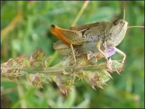 Elle a des bottes de 7 lieues, un cou de taureau, un grand sabre au derrire, et te laisse une petite cuisse dans la main si tu as eu l'adresse de l'attraper.