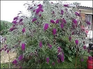 Il pourrait tre un billet doux, pli en deux, qui serait adress  une fleur.