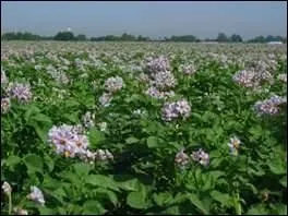Qui dit dans le jardin potager :  je crois que je viens de faire mes petits  ?