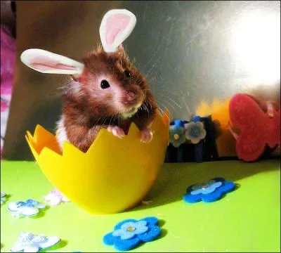 Souvenez-vous : Ce matin un lapin a tu un chasseur !