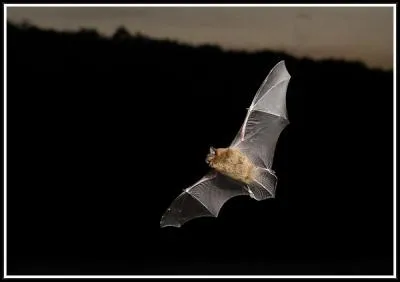 Les Chauves-Souris s'accrochent dans la chevelure des femmes.