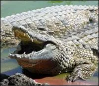 Des crocodiles voluent dans les gouts de Paris.