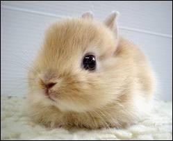 Au fait, comment appelle-t-on habituellement les petits des lapins ?