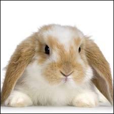 Quelle est la race de ce lapin ?
