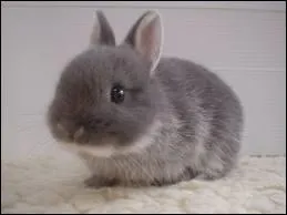 Quel terme faut-il utiliser pour dsigner sa maman ?