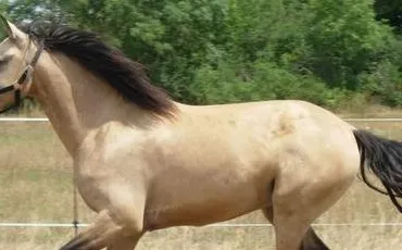 Quiz Galop 1