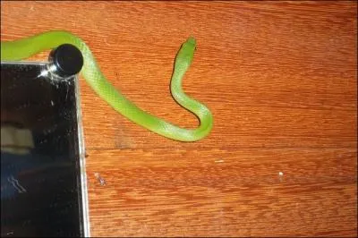 Il fut un temps o les serpents avaient des pattes !