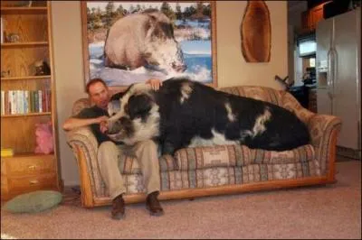 Un cochon peut peser une tonne !