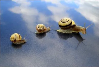 La maman escargot allaite ses petits jusqu' l'ge de deux mois !