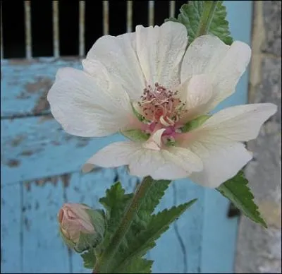 Elle fait partie de la mme famille que :