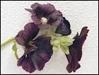 L'Alcea rosea nigra se colore d'un pourpre quasiment noir.
