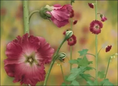 Les jardiniers la surnomment parfois  rose papale .