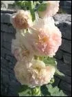  Baiser ! rose Trmire au jardin des caresses !   A quel pote franais appartient ce vers ?
