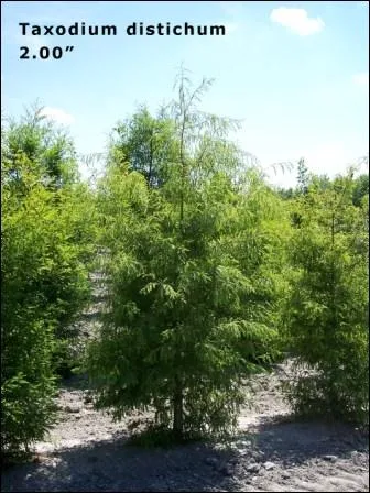 Quel est le nom commun de cette plante ?