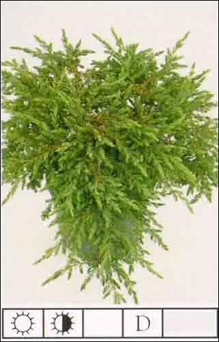  quelle catgorie appartient cette plante ?