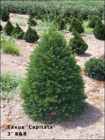 Quel conifre perd ses feuilles ?