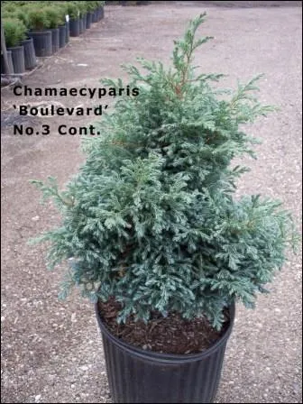 Comment s'appelle cette plante ?