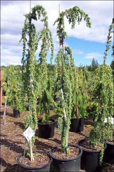 Voici un cedrus. Que font les branches de cette plante ?