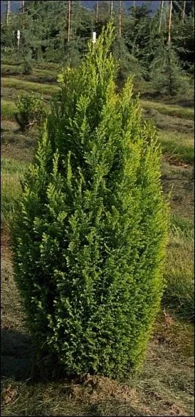 Voici un chamaecyparis. Quelle est sa teinte ?