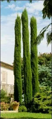  quelle hauteur peut monter un cyprs ?