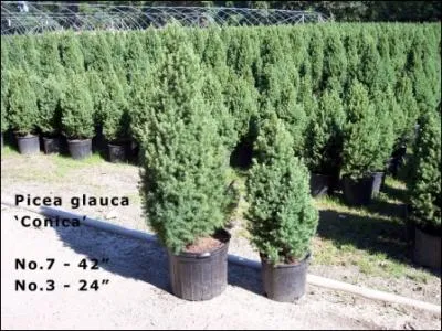 Quelle teinte prend ce picea en hiver ?