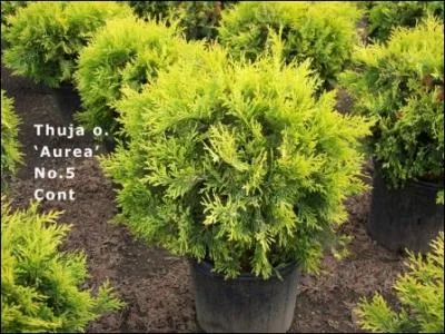 Comment s'appelle cette plante ?