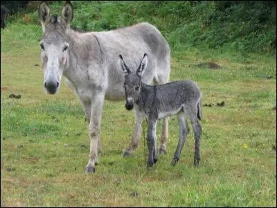 Le petit de l'ne s'appelle ...